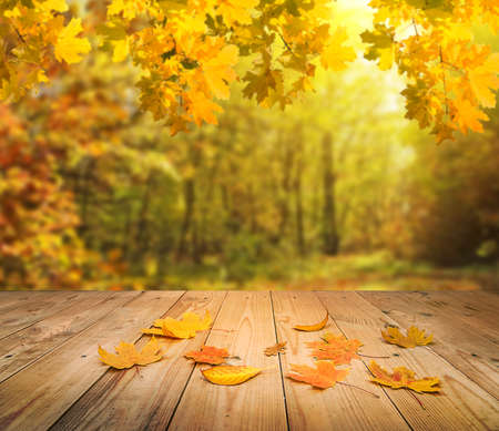 autumn forest backgroundの写真素材