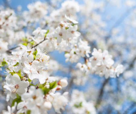 blossom of flowers in springの写真素材
