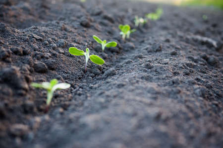 green plants growth