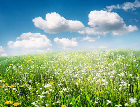 field of flowers and grassの写真素材
