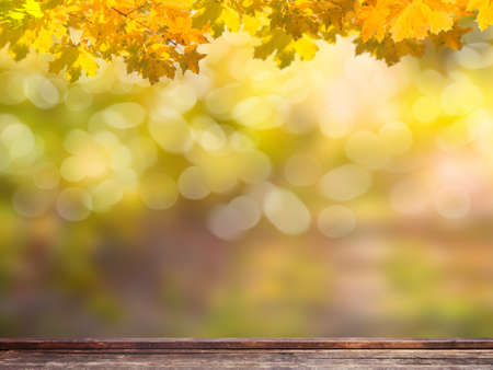 background of backyard in autumnの写真素材