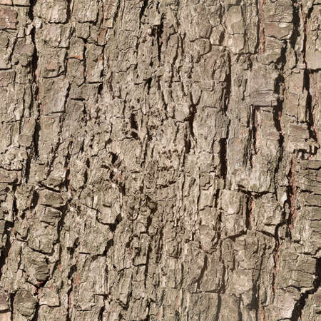 seamless bark tree textureの写真素材