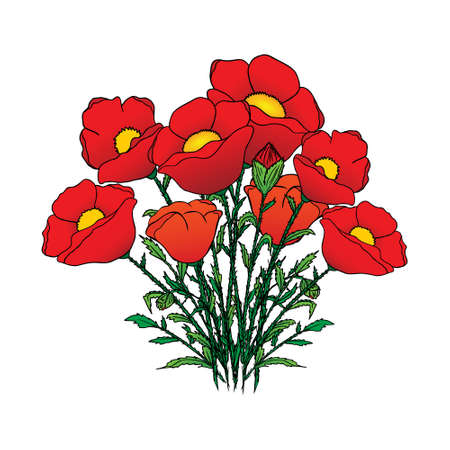 poppy flowersのイラスト素材