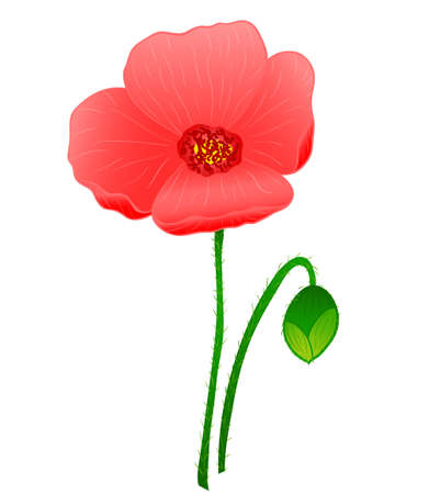 red poppy flowerのイラスト素材