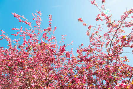 flowers in springの写真素材