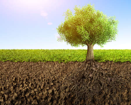 tree with rootsの写真素材
