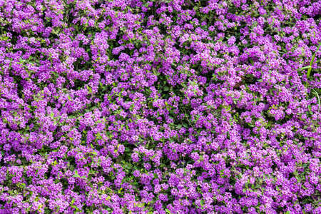 purple flowers backgroundの写真素材