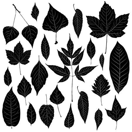 leaves isolated backgroundの写真素材