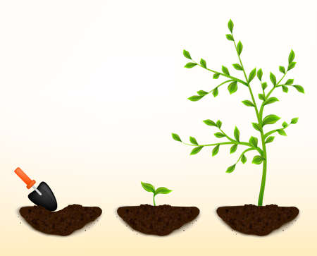 grow plantsの写真素材