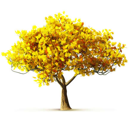 autumn maple tree isolatedの写真素材
