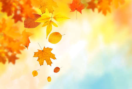 autumn leaves backgroundの写真素材