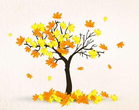 autumn maple treeの写真素材