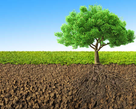 tree with roots 3D renderingの写真素材