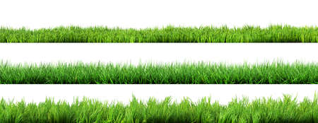 grass isolated grass isolated