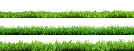 grass isolated