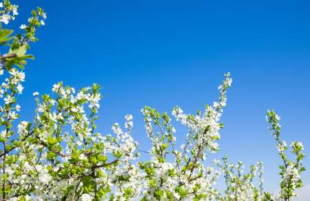 flowers in springの写真素材