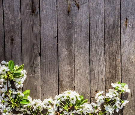 spring background with flowersの写真素材