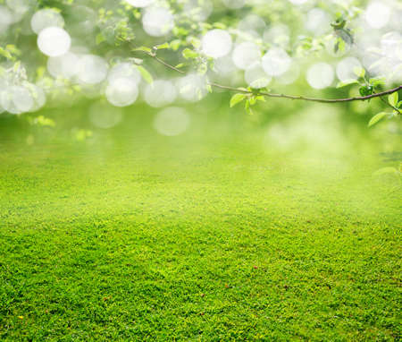 grass backgroundの写真素材