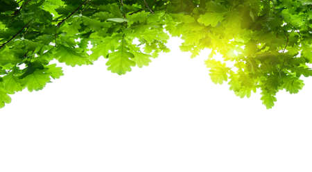 tree leaves isolatedの写真素材