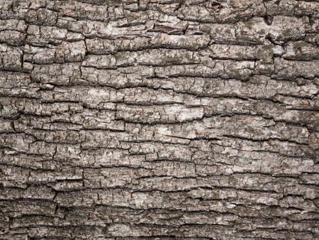 bark tree textureの写真素材