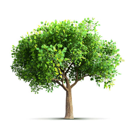 maple tree isolatedの写真素材