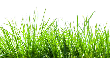green grass isolatedの写真素材