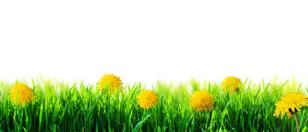 green grass with flowers isolatedの写真素材