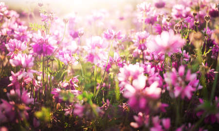 flower background with a lot of pink flowersの写真素材