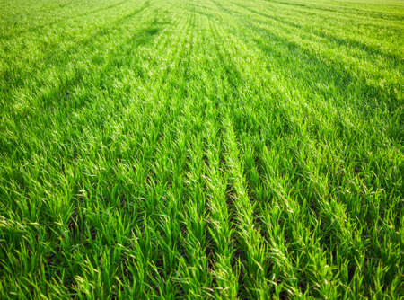 green grass backgroundの写真素材
