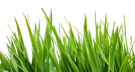 green grass isolatedの写真素材