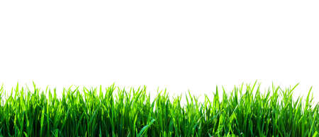 green grass isolatedの写真素材