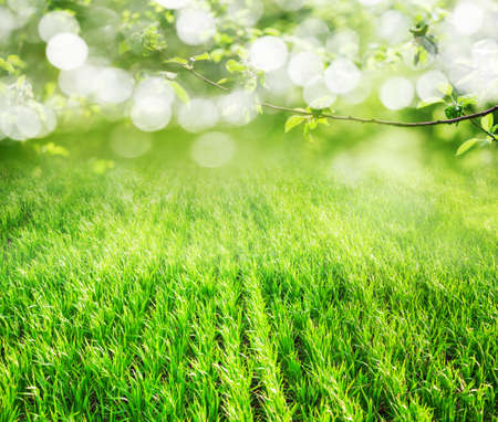 grass backgroundの写真素材
