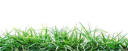 green grass isolatedの写真素材