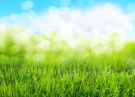 grass backgroundの写真素材