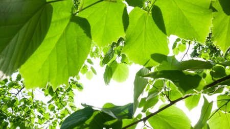 green leaves backgroundの写真素材