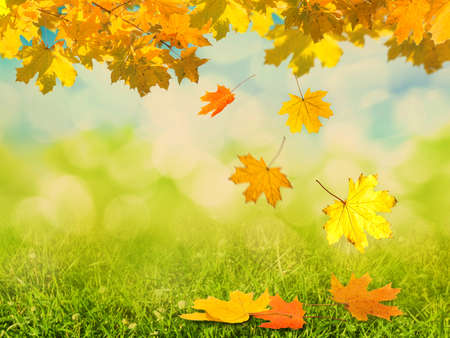 autumn backgroundの写真素材
