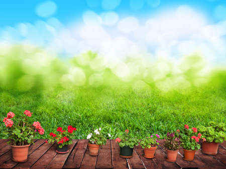 flower bed in the gardenの写真素材