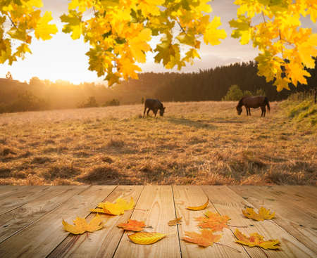 maple leaves on autumn backgroundの写真素材