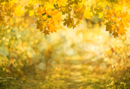 maple leaves on autumn backgroundの写真素材