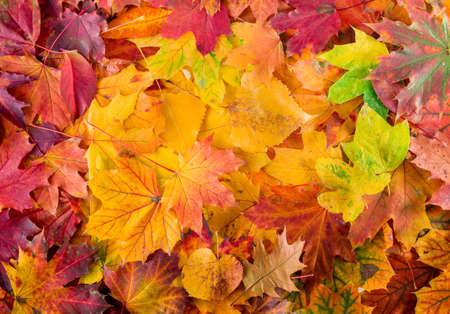 autumn leaves backgroundの写真素材