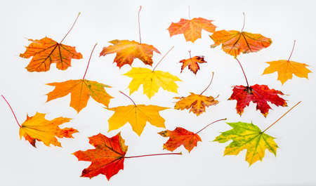 autumn leavesの写真素材