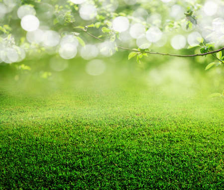 spring grass backgroundの写真素材