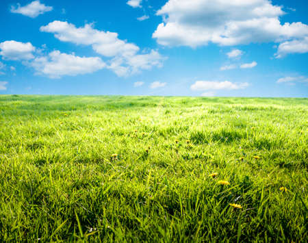 blue sky and summer green field landscape の写真素材
