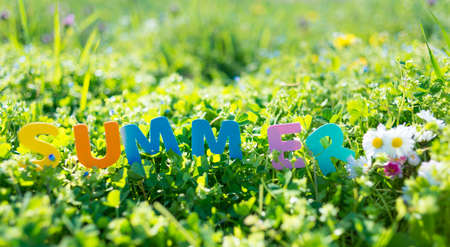 green grass and summer flowers backgroundの写真素材