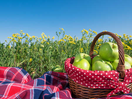 picnic basket and blanketの写真素材