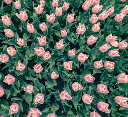 tulips flowers patternの写真素材