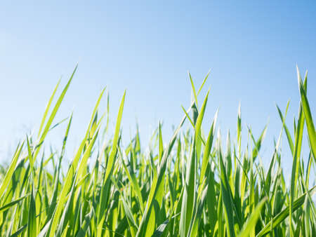 green grass  and sky