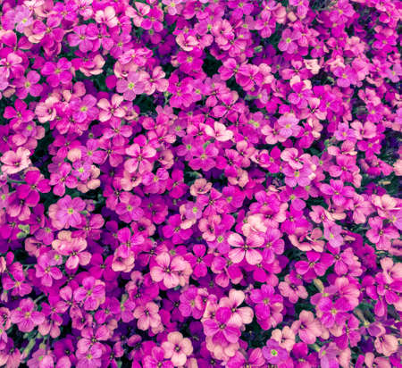 pink flowers pattern