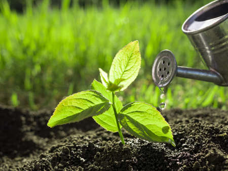 watering seedlings growth nature conceptの写真素材