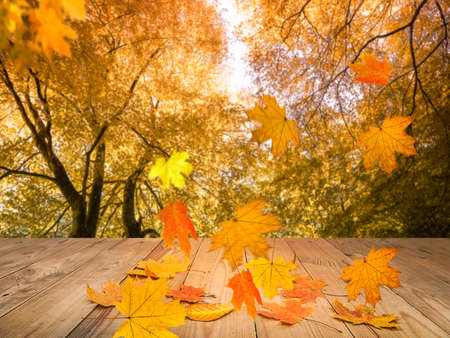 autumn leaves backgroundの写真素材